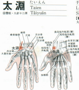 太渊穴的准确位置图