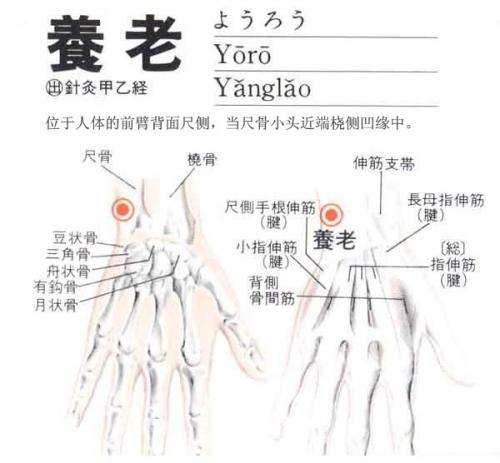 养老穴位位置图