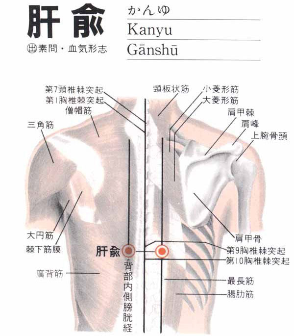 肝俞穴的准确位置图