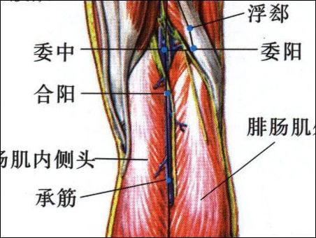 委阳穴