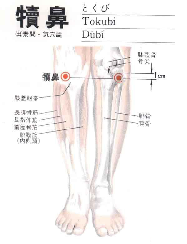 犊鼻穴