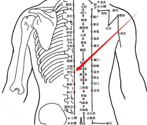 脊中穴