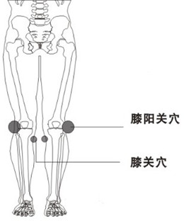 膝阳关穴